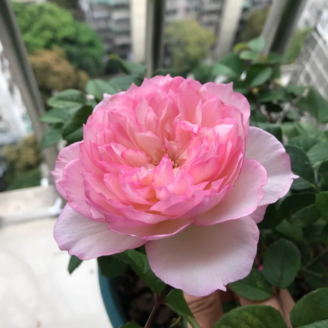 新品迷离灌木浓香大花丰花勤花多季开花绿植花卉盆栽地载阳台庭院,淘宝优惠券,粉丝福利购,淘宝优惠卷