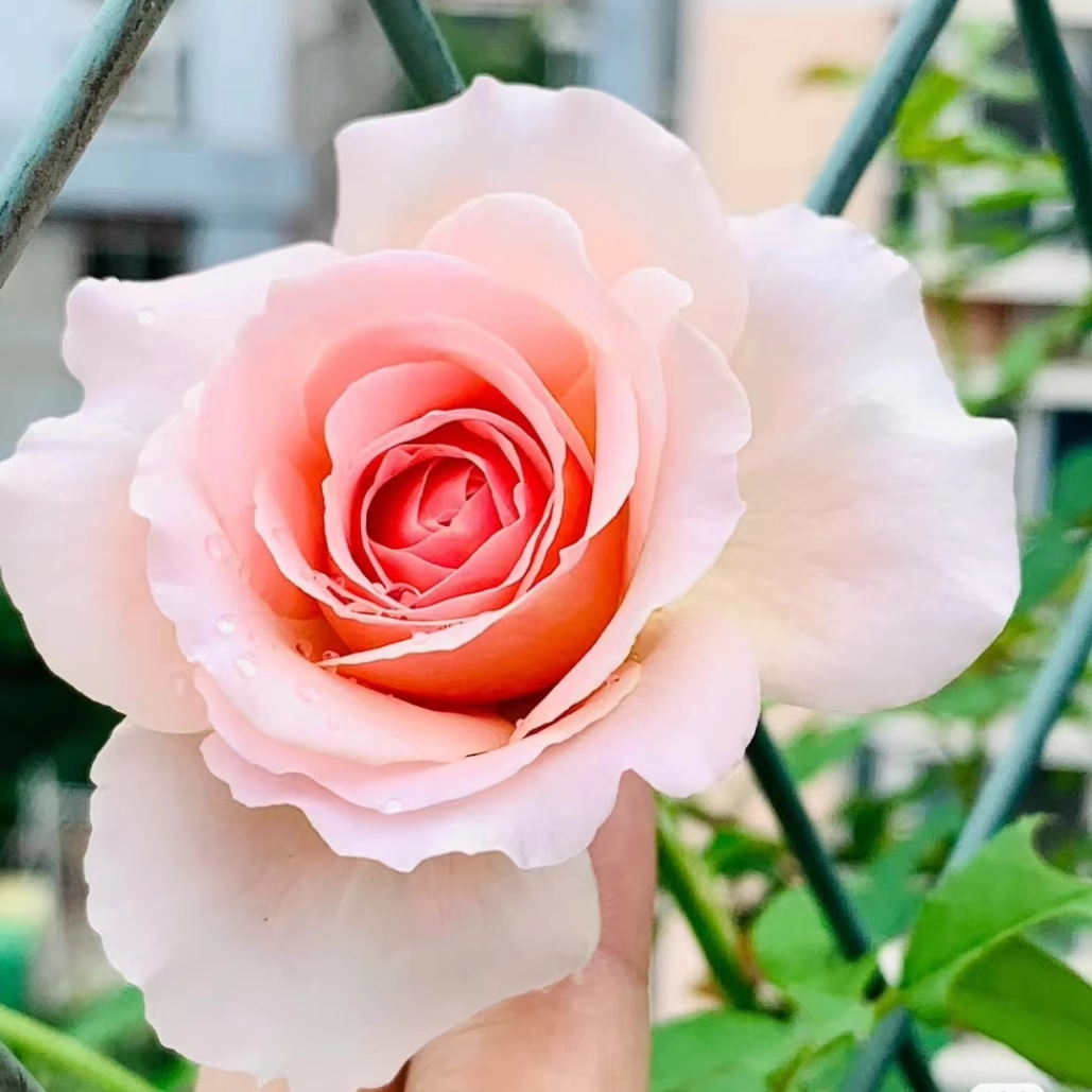 推荐月季花苗 亚伯拉罕达比(Abraham Darby) 大灌木小藤本品种 - 图2