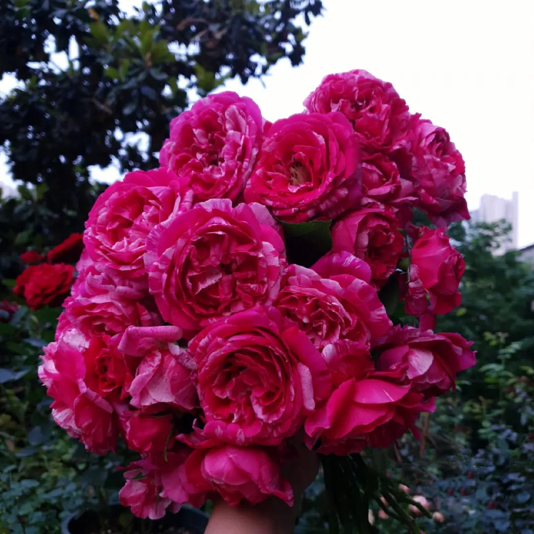 伊蕾莎斯特藤本大花浓香多季月季花苗绿植盆栽地载阳台庭院花卉苗,淘宝优惠券,粉丝福利购,淘宝优惠卷