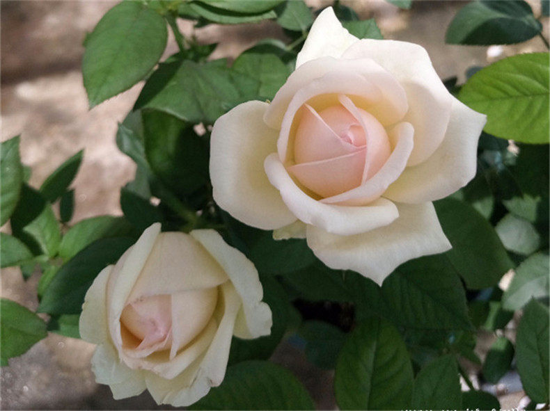 新品月季蒙娜丽莎月季花苗花卉阳台绿植盆栽多季微月玫瑰小苗,淘宝优惠券,粉丝福利购,淘宝优惠卷