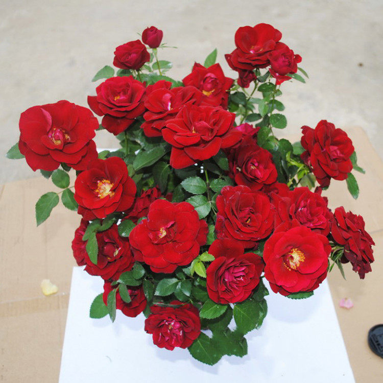 微型月季流星王阳台月季花盆栽浓香多季开花丰花粉色小苗,淘宝优惠券,粉丝福利购,淘宝优惠卷