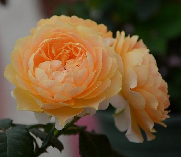 阳台微月大花 杏色露台/杏色阳台 月季花苗庭院阳台多季开花带土,淘宝优惠券,粉丝福利购,淘宝优惠卷