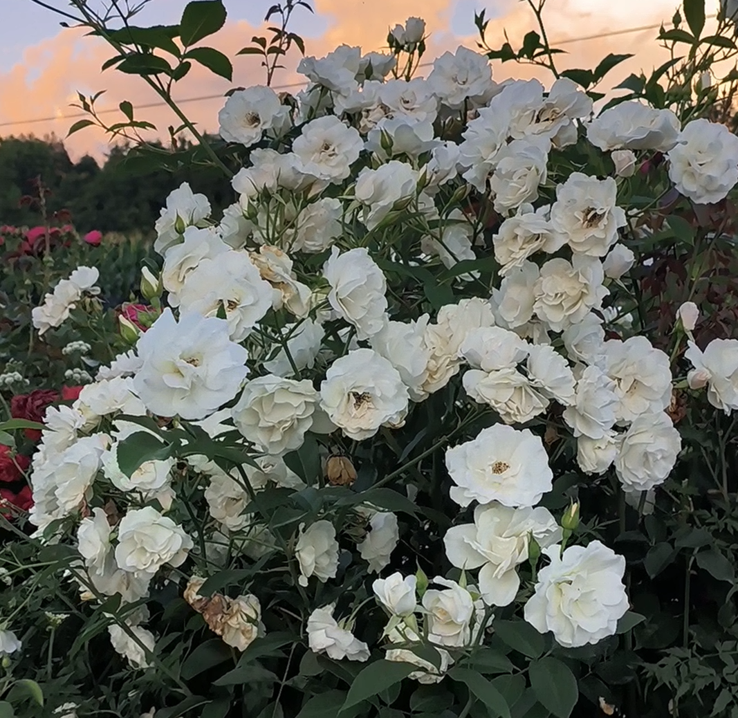 直立冰山月季小苗白色勤花多头灌木多头淡香多季开花地栽盆栽小苗,淘宝优惠券,粉丝福利购,淘宝优惠卷