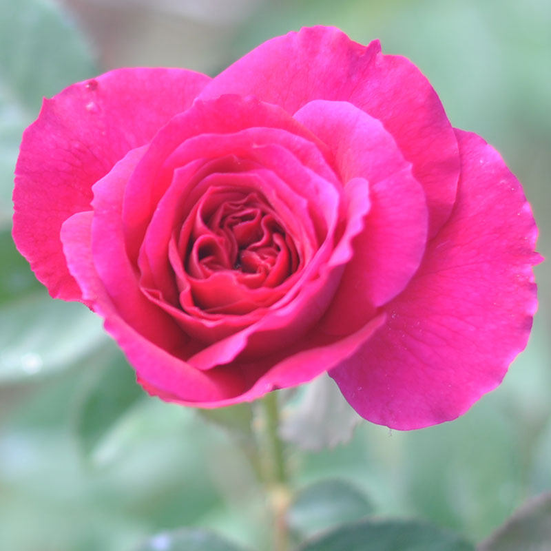 藤本月季渔夫好友月季花多季小苗优质品种多季阳台花卉美观绿植苗,淘宝优惠券,粉丝福利购,淘宝优惠卷