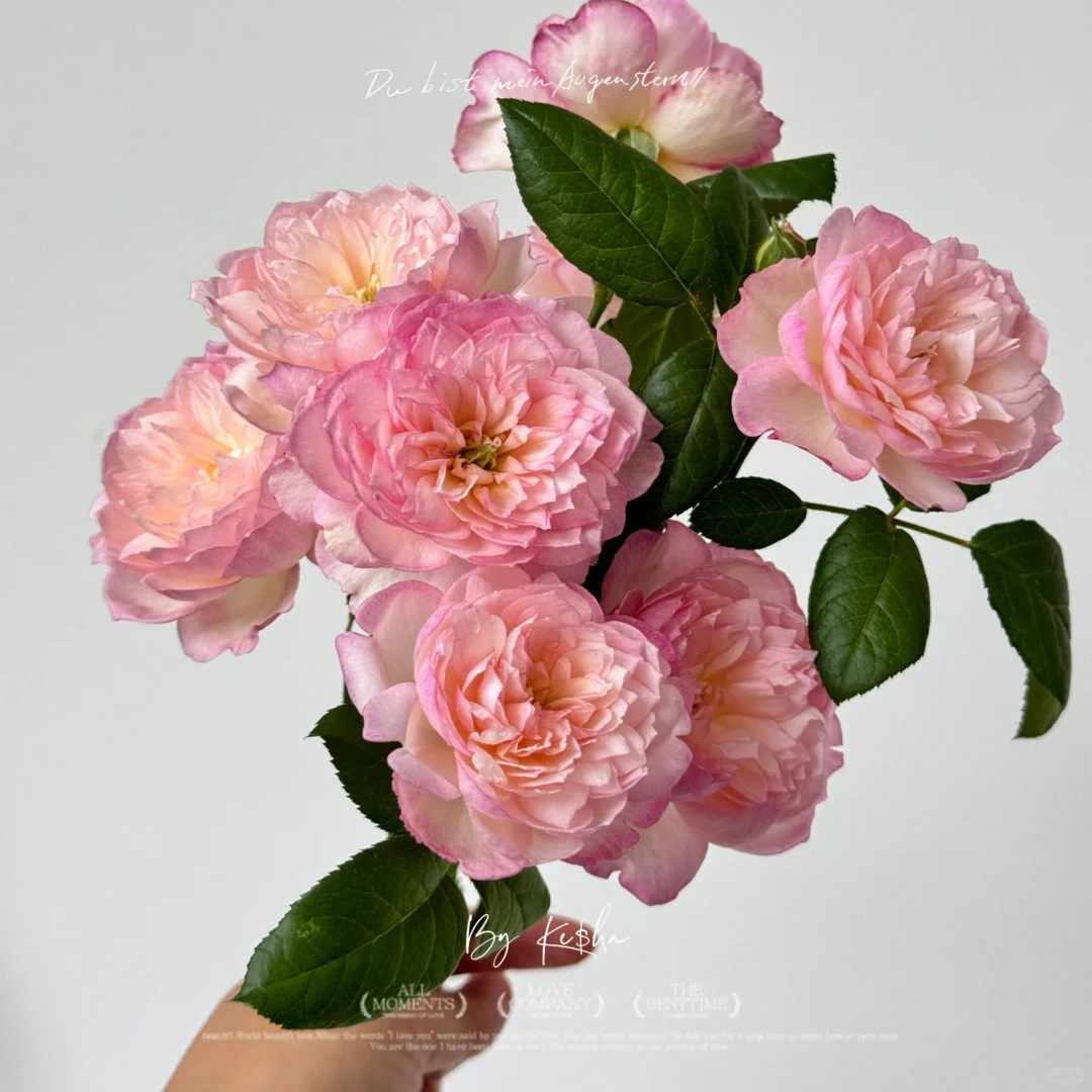 新品迷离灌木浓香大花丰花勤花多季开花绿植花卉盆栽地载阳台庭院,淘宝优惠券,粉丝福利购,淘宝优惠卷