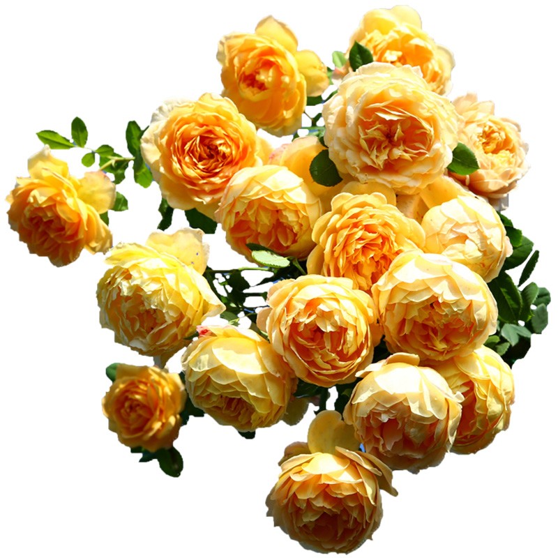 庭院藤本月季花系列黄金庆典等大花浓香多季开花盆栽花卉欧月小苗,淘宝优惠券,粉丝福利购,淘宝优惠卷