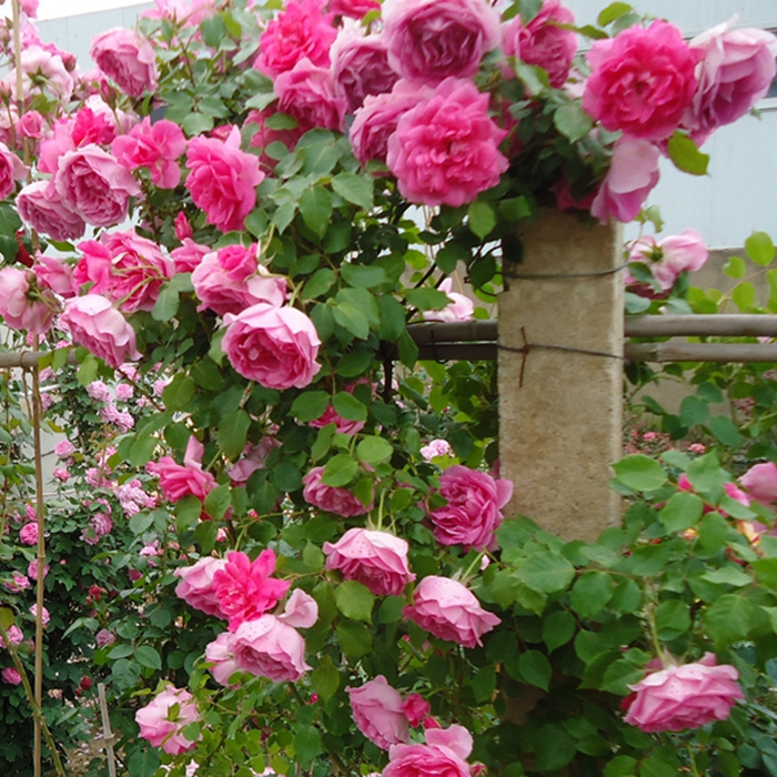 大花藤本月季大游行月季适合庭院阳台品种多季淡香蔷薇花卉小苗,淘宝优惠券,粉丝福利购,淘宝优惠卷