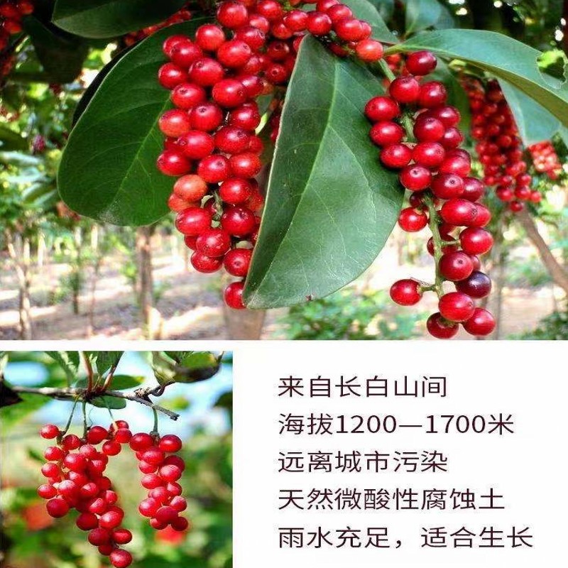 东北长白山北五味子茶北五味子颗粒新油籽泡茶泡酒料500g包邮-图0