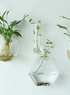 Irregular Shape Hydroponic Plants Glass Crafts Wall-mounted