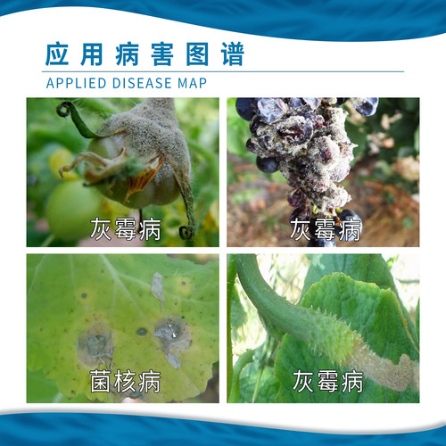 日本住友 速克灵 50%腐霉利 葡萄黄瓜番茄灰霉病菌核病农药杀菌剂 - 图2