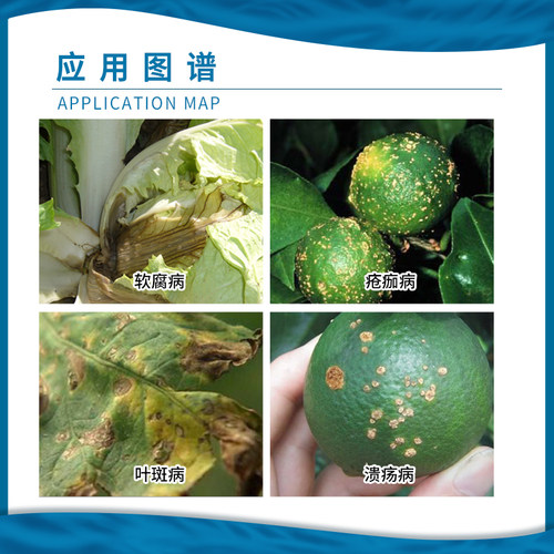 龙克均  噻菌铜 溃疡软腐病细菌性条斑病叶斑病溃疡病农药杀菌剂 - 图2