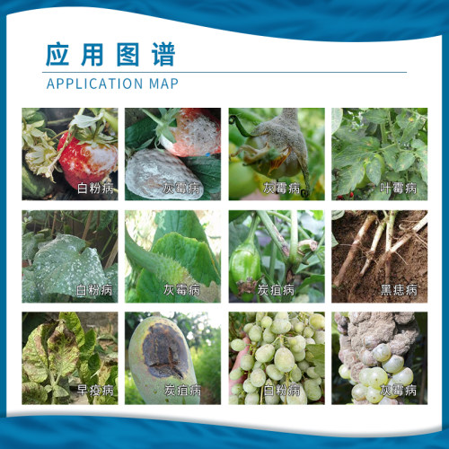 德国巴斯夫健达草莓葡萄芒果西瓜黄瓜灰霉病白粉病杀菌剂农药 - 图1