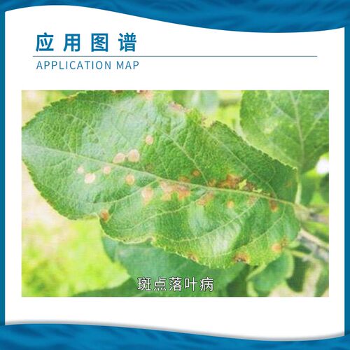 蓝丰 美因50%异菌脲 苹果树斑点落叶病农药杀菌剂100克 - 图2