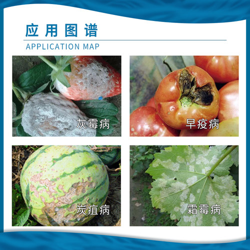 安道麦 美派安 克菌丹番茄葡萄叶霉病灰霉病霜霉病农药杀菌剂100g - 图2