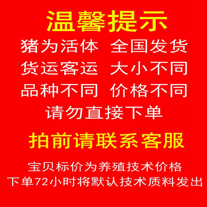 纯种藏香猪幼崽广西巴马香猪仔瘦肉型土黑臧香猪活体小苗活物养殖 - 图0