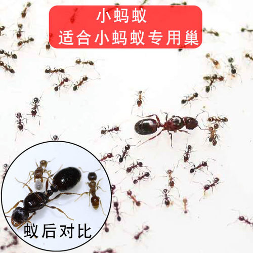 蚂蚁城堡各种配件\试管\沙子\凝胶\蚂蚁工坊食物\扩展管道 - 图0
