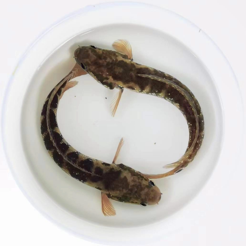 七星雷龙鱼苗活体淡水养殖山斑珍珠彩虹赤花月鳢鱼金鱼冷水观赏鱼 - 图0