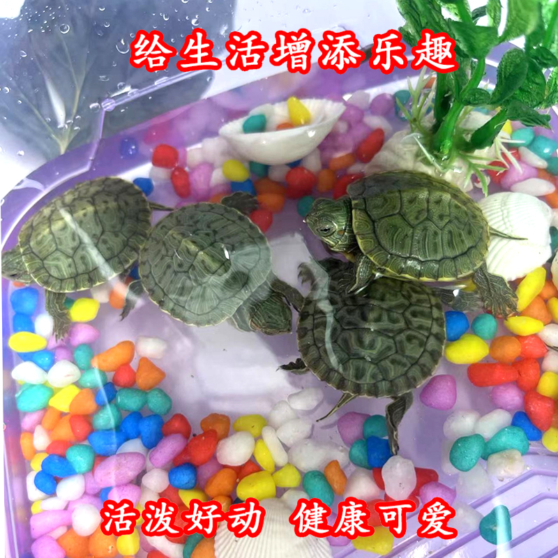 家庭观赏乌龟缸带晒台露台水龟金龟缸龟箱塑料透明缸乌龟活体养龟,淘宝优惠券,粉丝福利购,淘宝优惠卷