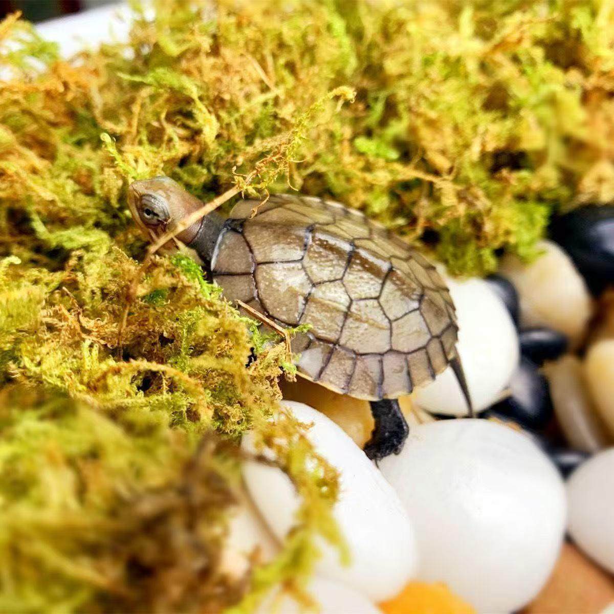 纯种石金钱龟活体观赏龟南石批发金钱龟小乌龟活物小青龟苗养殖,淘宝优惠券,粉丝福利购,淘宝优惠卷