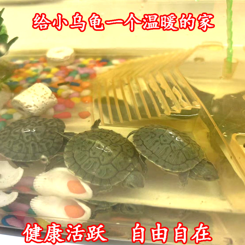 家庭观赏乌龟缸带晒台露台水龟金龟缸龟箱塑料透明缸乌龟活体养龟,淘宝优惠券,粉丝福利购,淘宝优惠卷