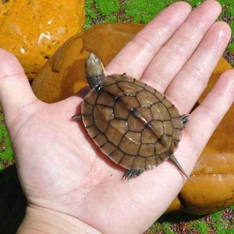 纯种石金钱龟活体观赏龟南石批发金钱龟小乌龟活物小青龟苗养殖,淘宝优惠券,粉丝福利购,淘宝优惠卷