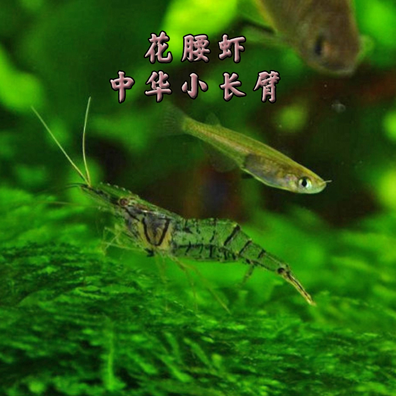 水族草缸除藻工具虾中华小长臂黑壳虾花腰虾冷水虾宠物清洁虾活体-图1