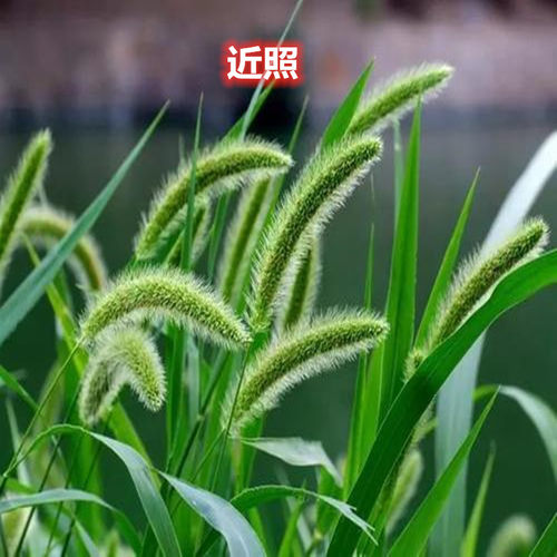 狗尾草种子观赏护坡矿区复绿生命力强绿化狗尾巴草籽庭院易种植草 - 图0