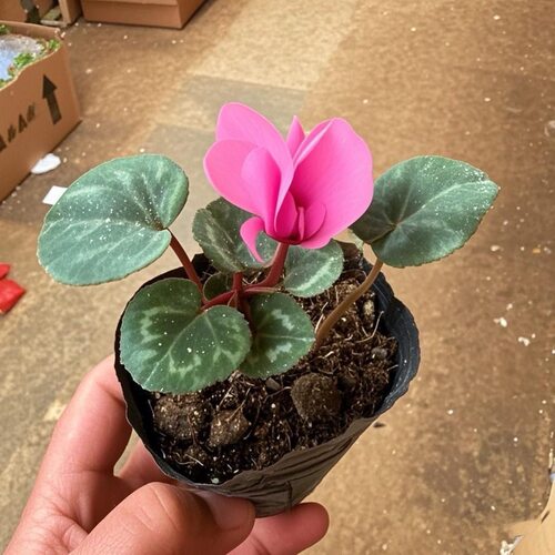 仙客来盆栽不带花苗大花重瓣迎客来花卉室内好养观花植物 - 图3