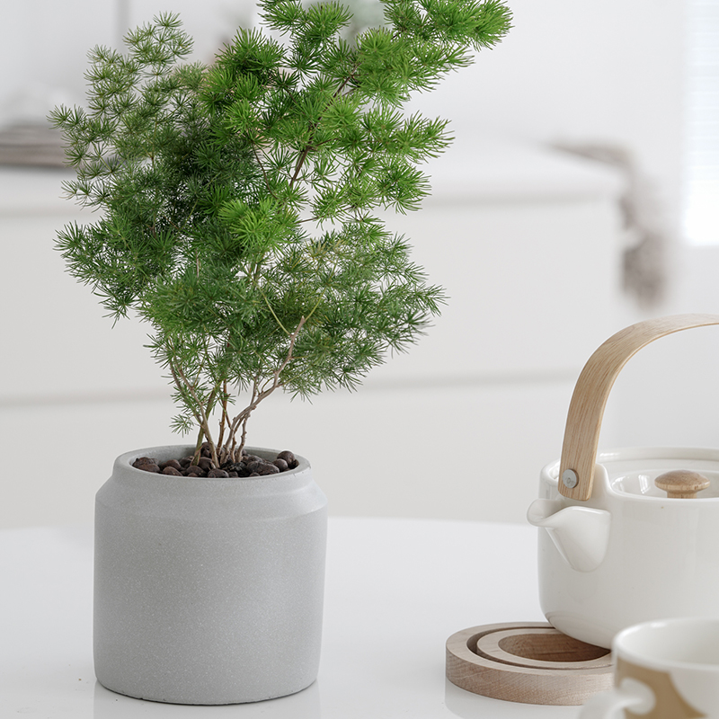 北欧风净化空气蓬莱松盆栽植物室内小盆景生肖猴-图1