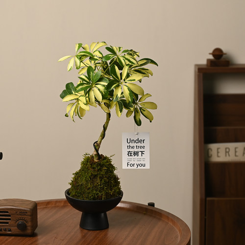 观叶植物室内花净化空气花叶鸭脚木S弯植物盆栽鸭掌木办公桌植物 - 图1