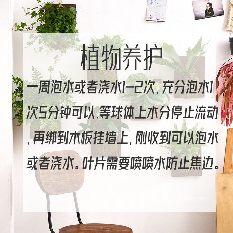 【中古风装饰】壁挂苔藓球挂墙绿植家居绿植盆栽鹿角蕨常春藤盆栽,淘宝优惠券,粉丝福利购,淘宝优惠卷