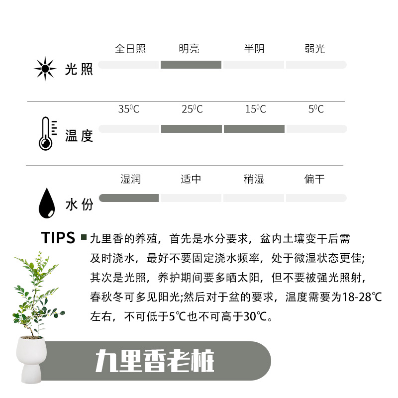 【九里香老桩】窗台阳台办公室绿植盆栽室内花开花植物花卉