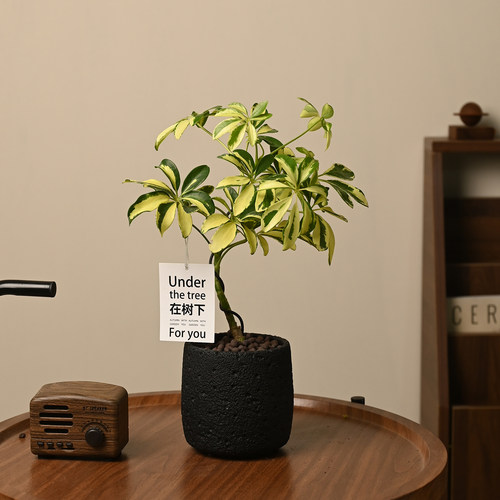 观叶植物室内花净化空气花叶鸭脚木S弯植物盆栽鸭掌木办公桌植物 - 图0