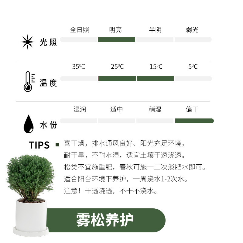 【放青松】室内办公室雾松小盆栽室内花雾凇植物室内办公室盆栽 - 图2