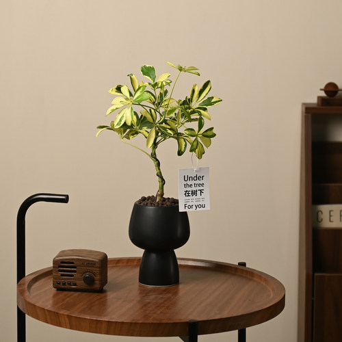 观叶植物室内花净化空气花叶鸭脚木S弯植物盆栽鸭掌木办公桌植物 - 图3