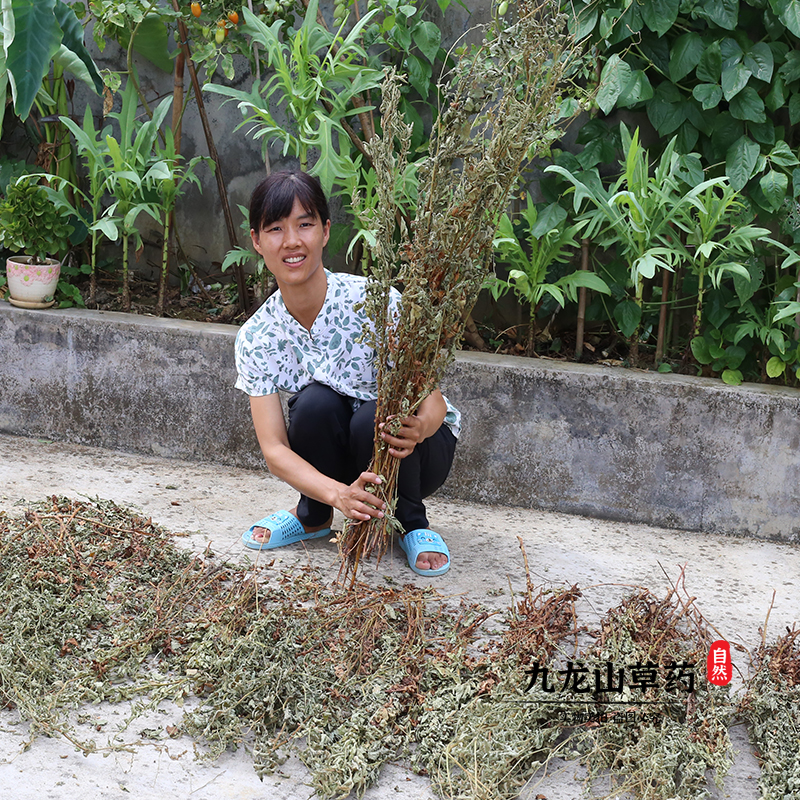 深山仙鹤草农家晒干无硫西洋龙芽草整颗带根龙牙草脱力草狼牙草药 - 图0