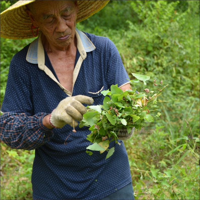 杠板归深山农家自晒无硫药材河白草蛇倒退蛇不过泡脚洗澡草药干货 - 图2