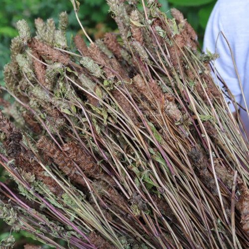 夏枯草深山药材正品干货农家自晒正宗夏古草球广东凉茶新货猫爪草 - 图1