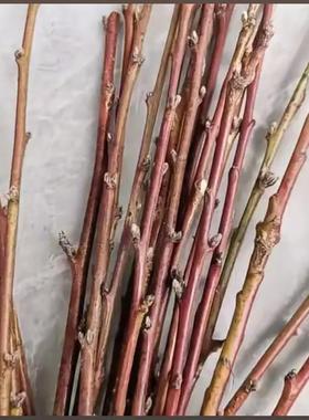 桃木枝桃木棍卧室床头宝宝桃木摆件肥城桃木树枝