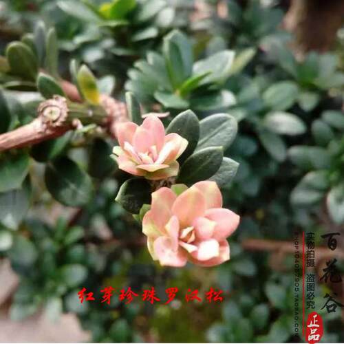 金钻罗汉松树苗 菊花芯红芽珍珠金丝红四季红 黑珍珠四季常青绿植 - 图0