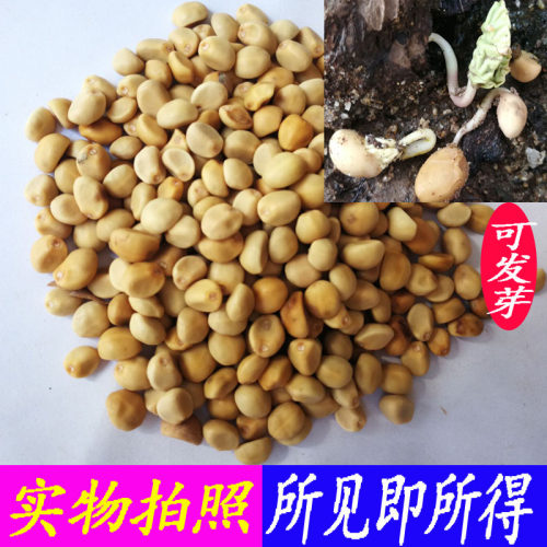 金丝指葫芦子草药250克 新货华佗豆小偷豆贼佬豆跌打豆拐子豆种子 - 图0