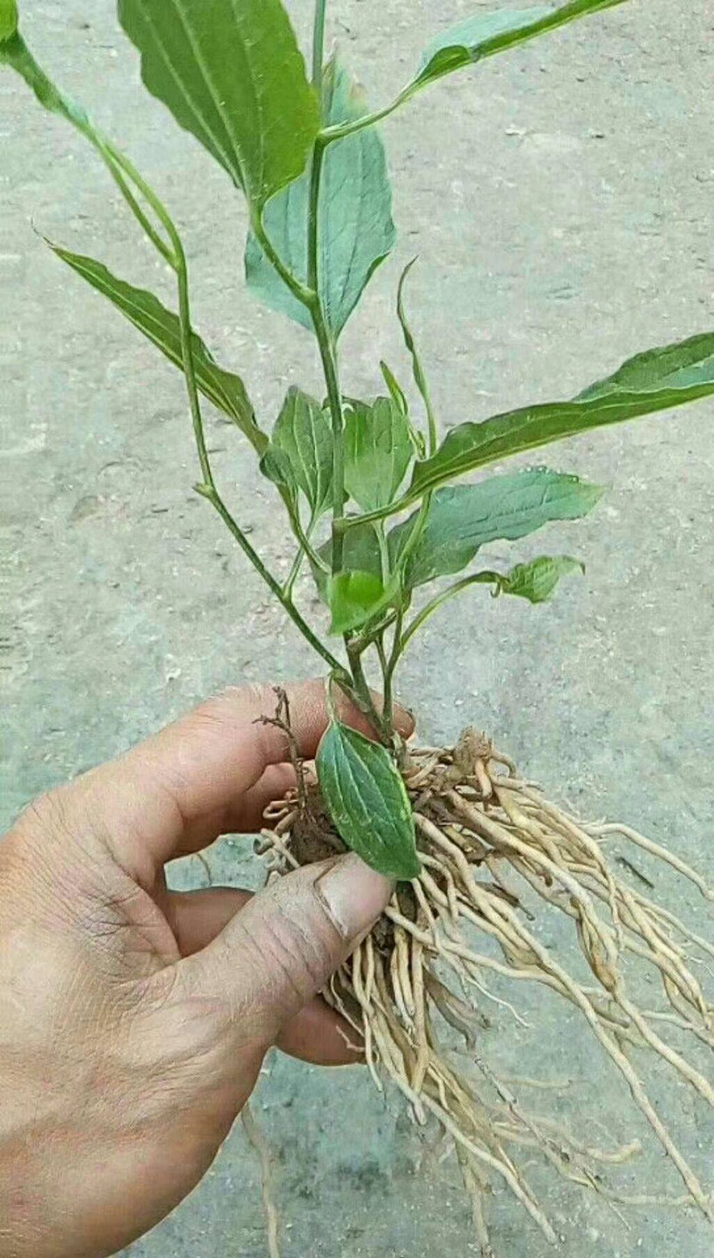 中草药材牛尾菜根500克 牛尾蕨 牛尾决 马尾伸根 鲤鱼须 大伸筋草