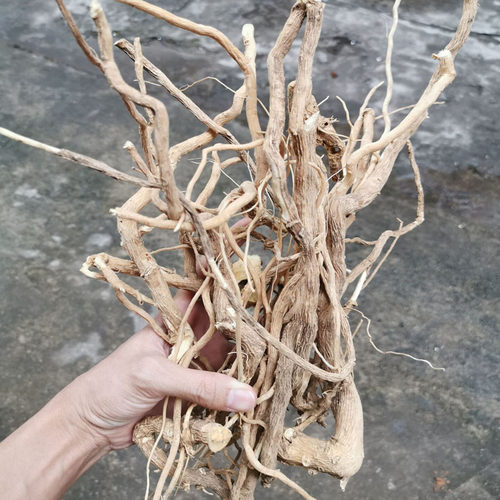 正宗野生黄花倒水莲根干货观音串月子茶煲汤黄花参根倒吊黄根泡酒 - 图2