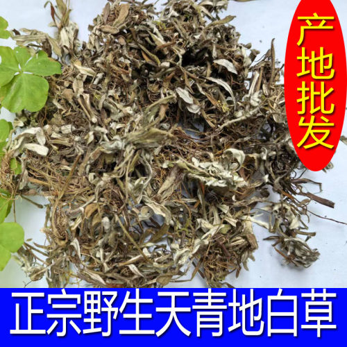 天青地白中草药材小火草金鸡舌新鲜叶下白干货上青下白细叶鼠曲草 - 图1
