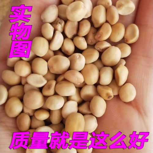 金丝指葫芦子草药250克 新货华佗豆小偷豆贼佬豆跌打豆拐子豆种子 - 图1