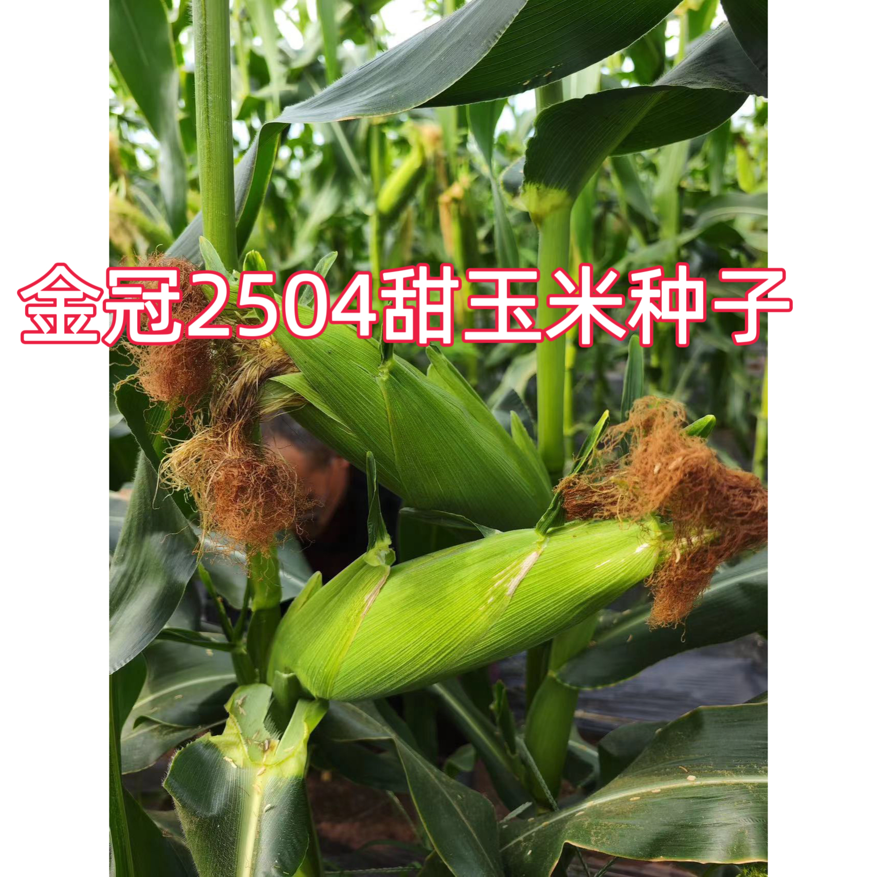 金冠2054大穗高产水果玉米种子超甜纯黄甜玉米种子皮薄不秃尖100g - 图0