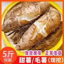 Zhengzong Zhanjiang Fresh Mao fries White Heart Potato Flour glutinous sweet yam now digging sweet potato fries with sweet potato 5 catty