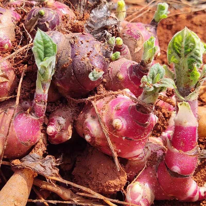 雪莲果种孑云南天山雪连果种球现挖现发黄心果苗优质高产雪莲种子,淘宝优惠券,粉丝福利购,淘宝优惠卷