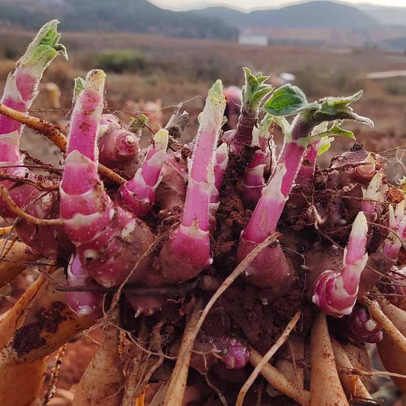 雪莲果种孑云南天山雪连果种球现挖现发黄心果苗优质高产雪莲种子,淘宝优惠券,粉丝福利购,淘宝优惠卷