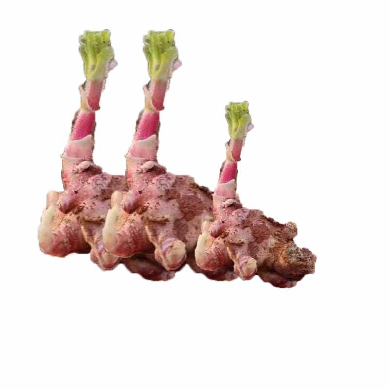 雪莲果种孑云南天山雪连果种球现挖现发黄心果苗优质高产雪莲种子,淘宝优惠券,粉丝福利购,淘宝优惠卷